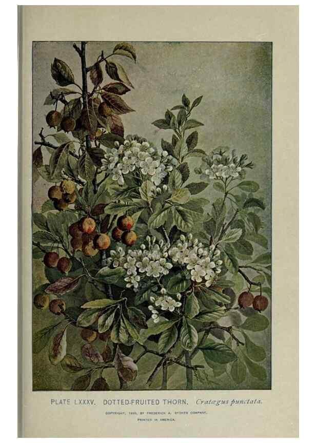 Reproducción/Reproduction 8434861297: A guide to the trees;. New YorkF.A. Stokes[c1900]
