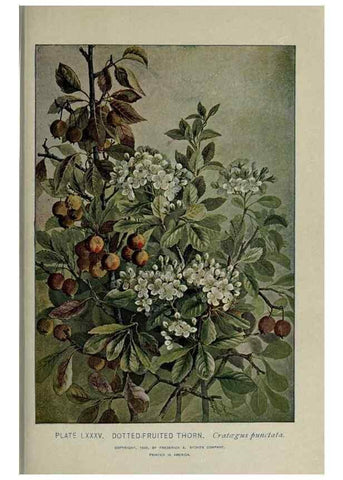 Reproducción/Reproduction 8434861297: A guide to the trees;. New YorkF.A. Stokes[c1900]