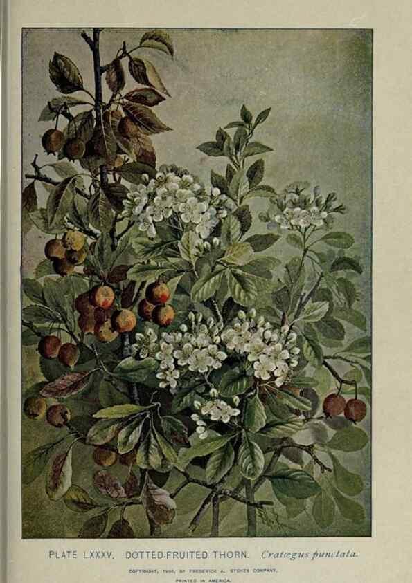 Reproducción/Reproduction 8434861297: A guide to the trees;. New YorkF.A. Stokes[c1900]