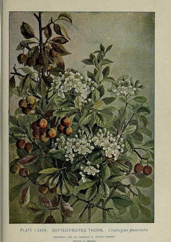 Reproducción/Reproduction 8434861297: A guide to the trees;. New YorkF.A. Stokes[c1900]