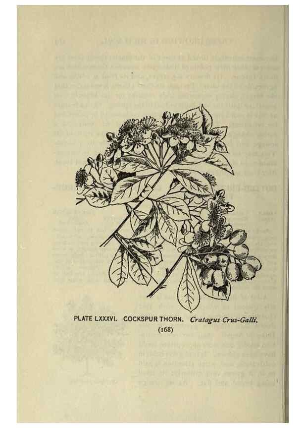 Reproducción/Reproduction 8434861793: A guide to the trees;. New YorkF.A. Stokes[c1900]