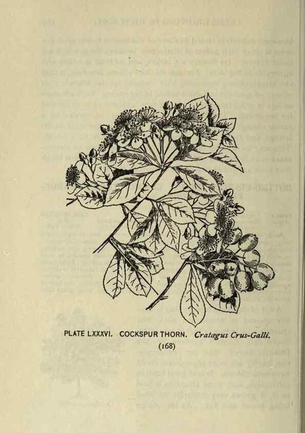 Reproducción/Reproduction 8434861793: A guide to the trees;. New YorkF.A. Stokes[c1900]