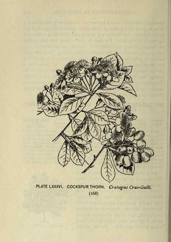 Reproducción/Reproduction 8434861793: A guide to the trees;. New YorkF.A. Stokes[c1900]