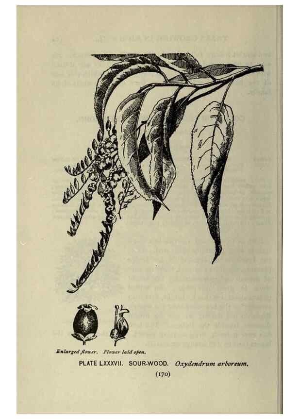 Reproducción/Reproduction 8435946598: A guide to the trees;. New YorkF.A. Stokes[c1900]
