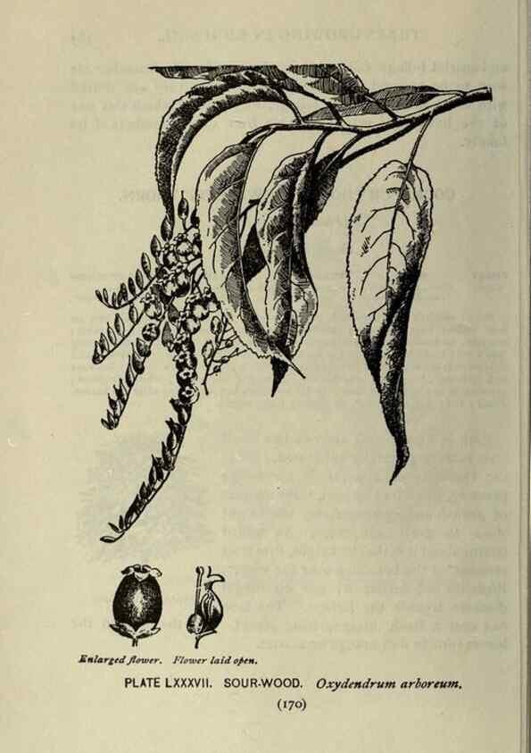 Reproducción/Reproduction 8435946598: A guide to the trees;. New YorkF.A. Stokes[c1900]