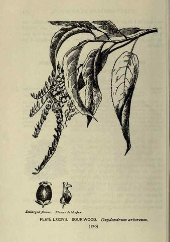Reproducción/Reproduction 8435946598: A guide to the trees;. New YorkF.A. Stokes[c1900]