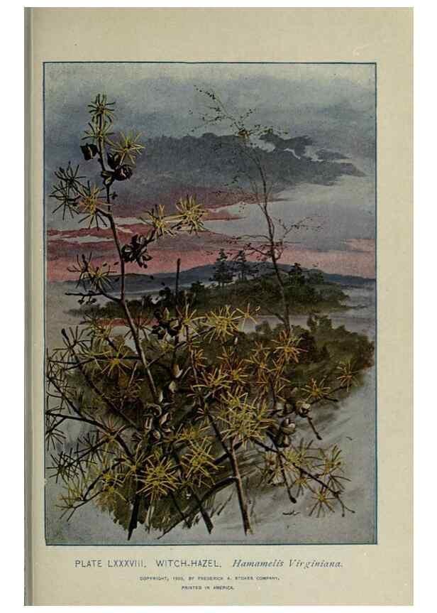 Reproducción/Reproduction 8434862727: A guide to the trees;. New YorkF.A. Stokes[c1900]
