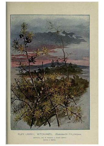 Reproducción/Reproduction 8434862727: A guide to the trees;. New YorkF.A. Stokes[c1900]