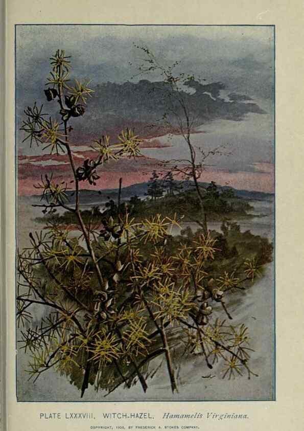 Reproducción/Reproduction 8434862727: A guide to the trees;. New YorkF.A. Stokes[c1900]