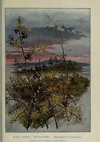 Reproducción/Reproduction 8434862727: A guide to the trees;. New YorkF.A. Stokes[c1900]