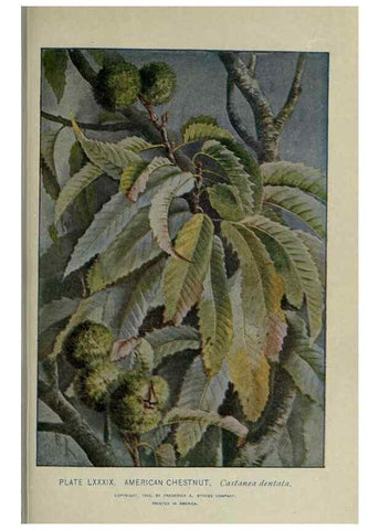 Reproducción/Reproduction 8435947412: A guide to the trees;. New YorkF.A. Stokes[c1900]