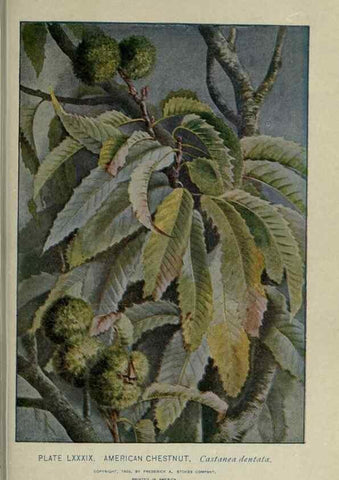 Reproducción/Reproduction 8435947412: A guide to the trees;. New YorkF.A. Stokes[c1900]