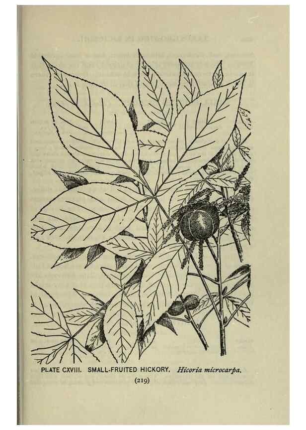 Reproducción/Reproduction 8434877459: A guide to the trees;. New YorkF.A. Stokes[c1900]