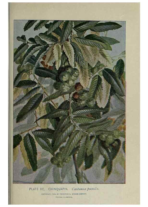 Reproducción/Reproduction 8435947830: A guide to the trees;. New YorkF.A. Stokes[c1900]