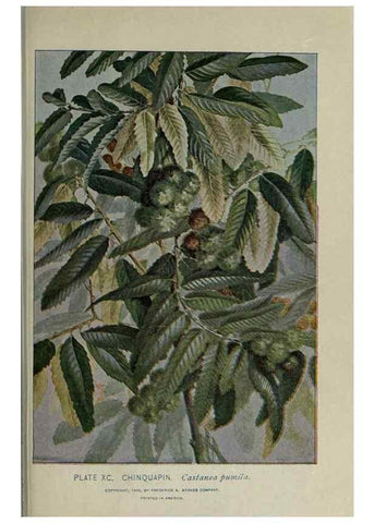 Reproducción/Reproduction 8435947830: A guide to the trees;. New YorkF.A. Stokes[c1900]