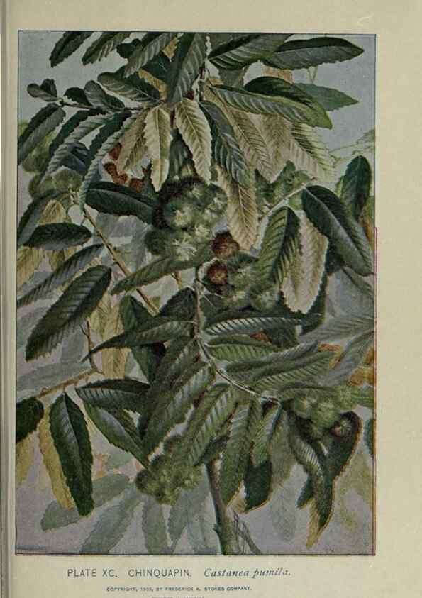 Reproducción/Reproduction 8435947830: A guide to the trees;. New YorkF.A. Stokes[c1900]