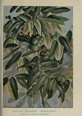 Reproducción/Reproduction 8435947830: A guide to the trees;. New YorkF.A. Stokes[c1900]