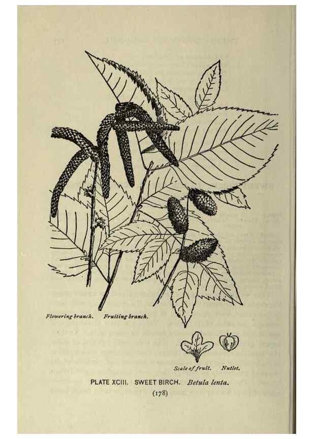 Reproducción/Reproduction 8434865231: A guide to the trees;. New YorkF.A. Stokes[c1900]