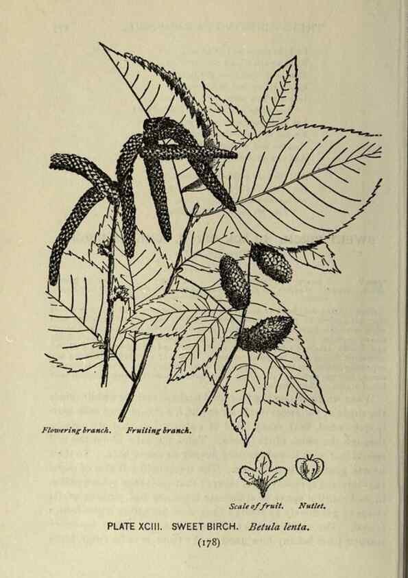 Reproducción/Reproduction 8434865231: A guide to the trees;. New YorkF.A. Stokes[c1900]