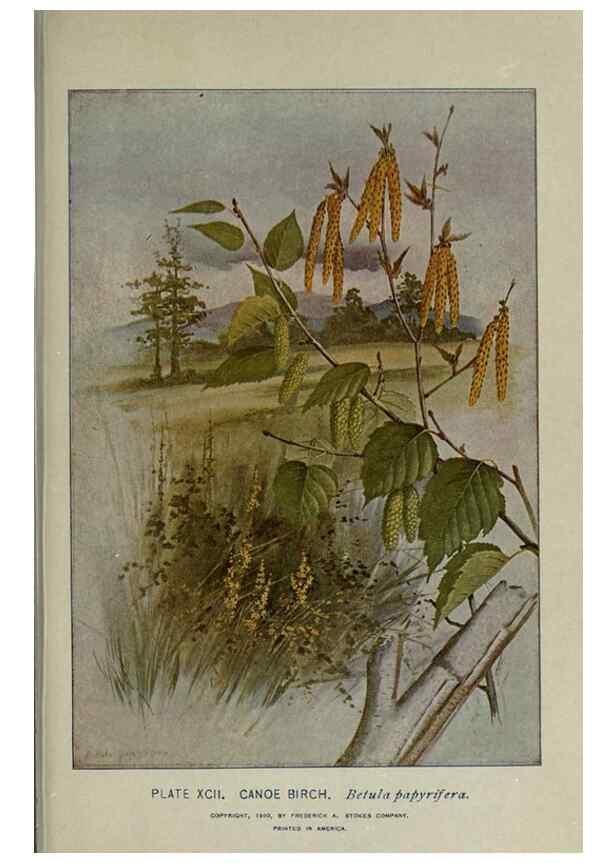 Reproducción/Reproduction 8435950070: A guide to the trees;. New YorkF.A. Stokes[c1900]