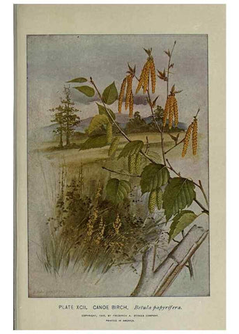 Reproducción/Reproduction 8435950070: A guide to the trees;. New YorkF.A. Stokes[c1900]