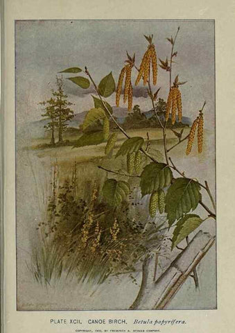 Reproducción/Reproduction 8435950070: A guide to the trees;. New YorkF.A. Stokes[c1900]