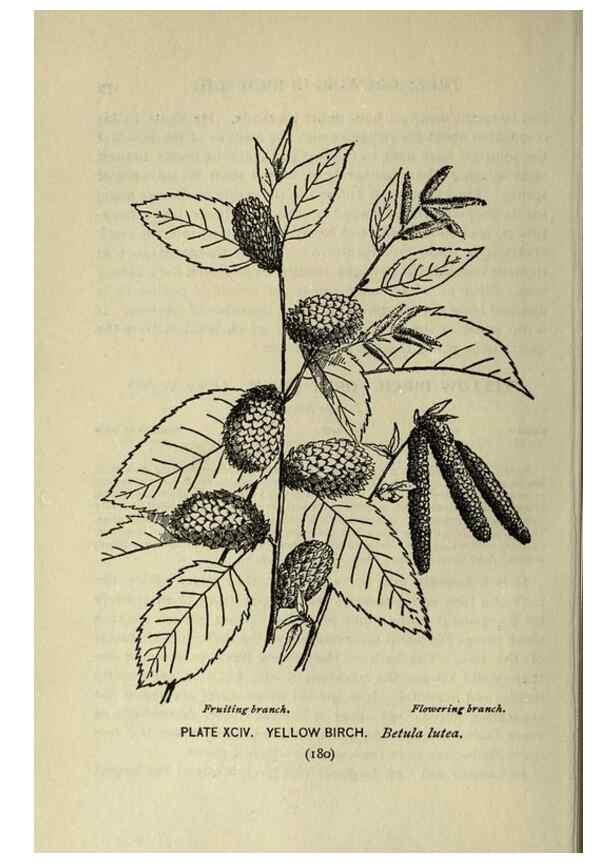 Reproducción/Reproduction 8434866331: A guide to the trees;. New YorkF.A. Stokes[c1900]
