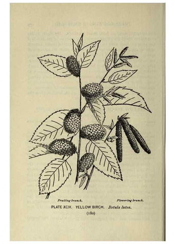 Reproducción/Reproduction 8434866331: A guide to the trees;. New YorkF.A. Stokes[c1900]