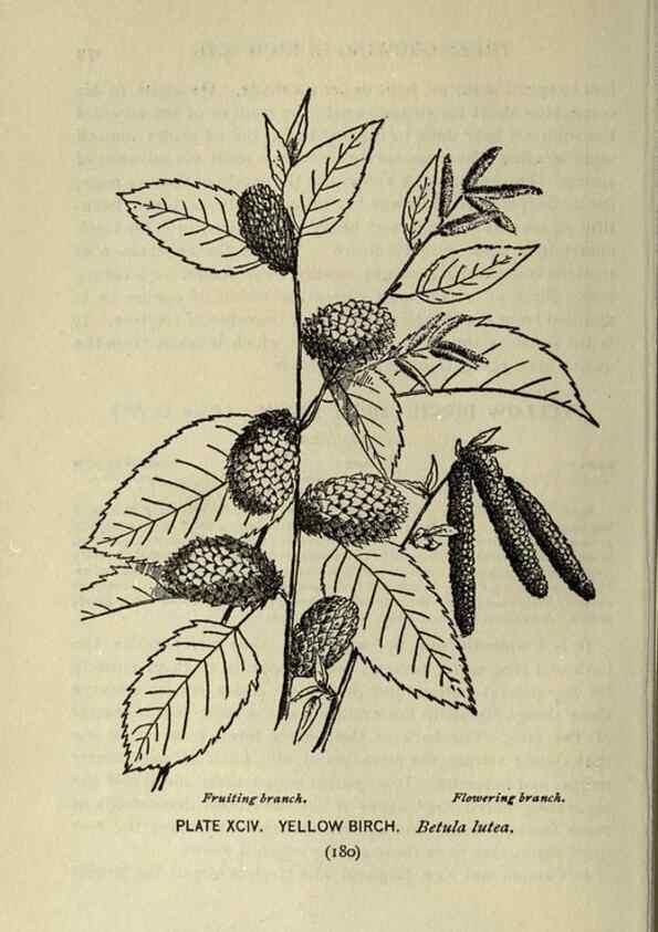 Reproducción/Reproduction 8434866331: A guide to the trees;. New YorkF.A. Stokes[c1900]