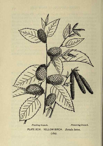 Reproducción/Reproduction 8434866331: A guide to the trees;. New YorkF.A. Stokes[c1900]