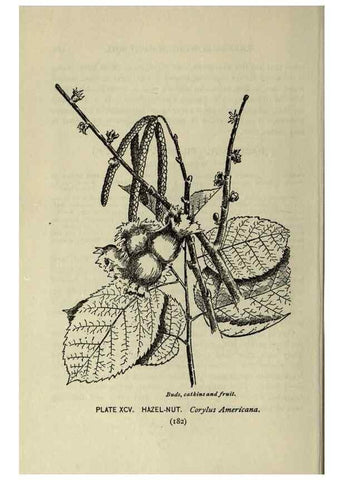 Reproducción/Reproduction 8434866721: A guide to the trees;. New YorkF.A. Stokes[c1900]