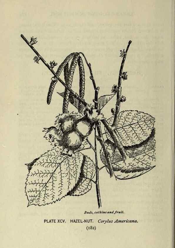Reproducción/Reproduction 8434866721: A guide to the trees;. New YorkF.A. Stokes[c1900]