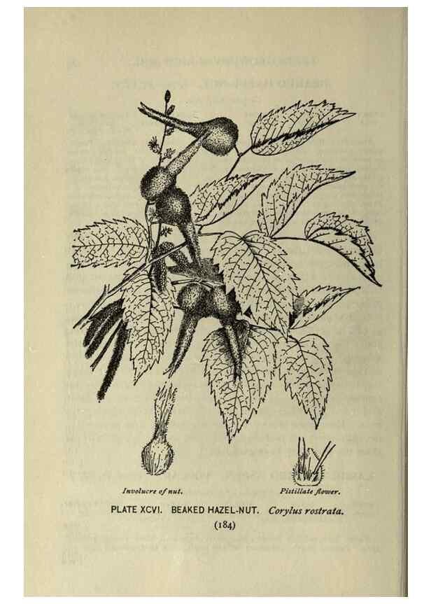 Reproducción/Reproduction 8435951360: A guide to the trees;. New YorkF.A. Stokes[c1900]