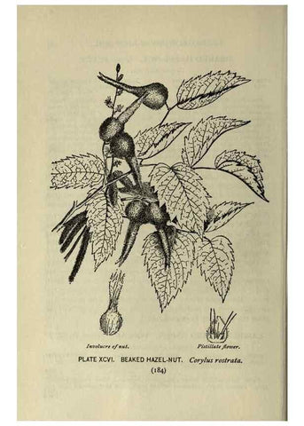Reproducción/Reproduction 8435951360: A guide to the trees;. New YorkF.A. Stokes[c1900]