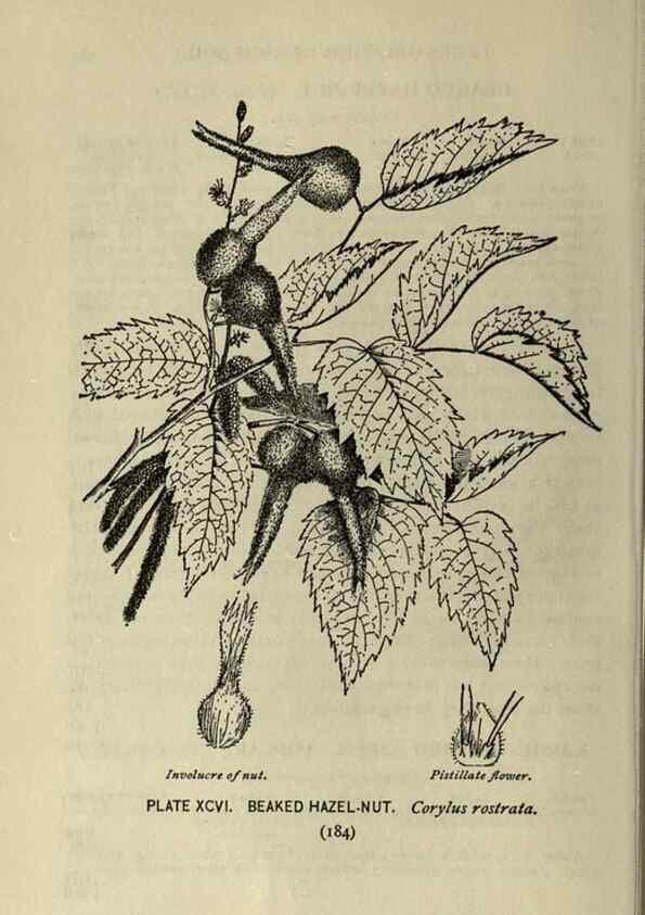 Reproducción/Reproduction 8435951360: A guide to the trees;. New YorkF.A. Stokes[c1900]