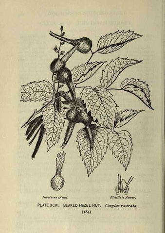Reproducción/Reproduction 8435951360: A guide to the trees;. New YorkF.A. Stokes[c1900]