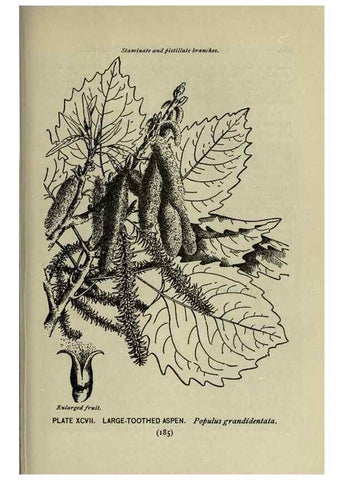 Reproducción/Reproduction 8435951900: A guide to the trees;. New YorkF.A. Stokes[c1900]