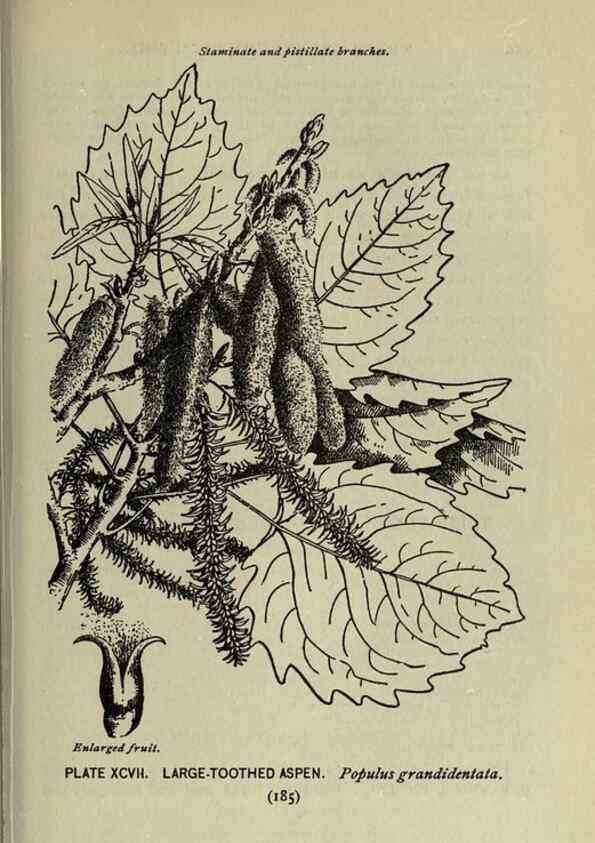 Reproducción/Reproduction 8435951900: A guide to the trees;. New YorkF.A. Stokes[c1900]