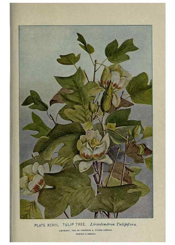 Reproducción/Reproduction 8435952344: A guide to the trees;. New YorkF.A. Stokes[c1900]