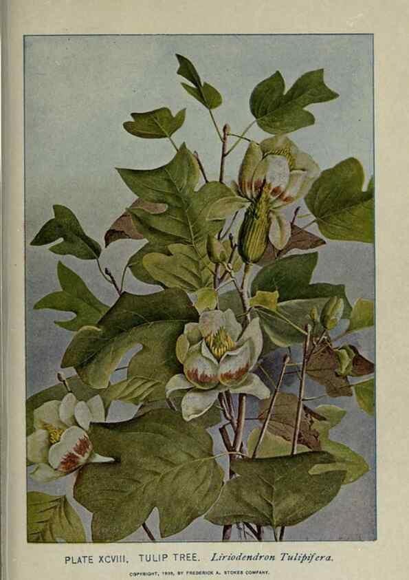 Reproducción/Reproduction 8435952344: A guide to the trees;. New YorkF.A. Stokes[c1900]