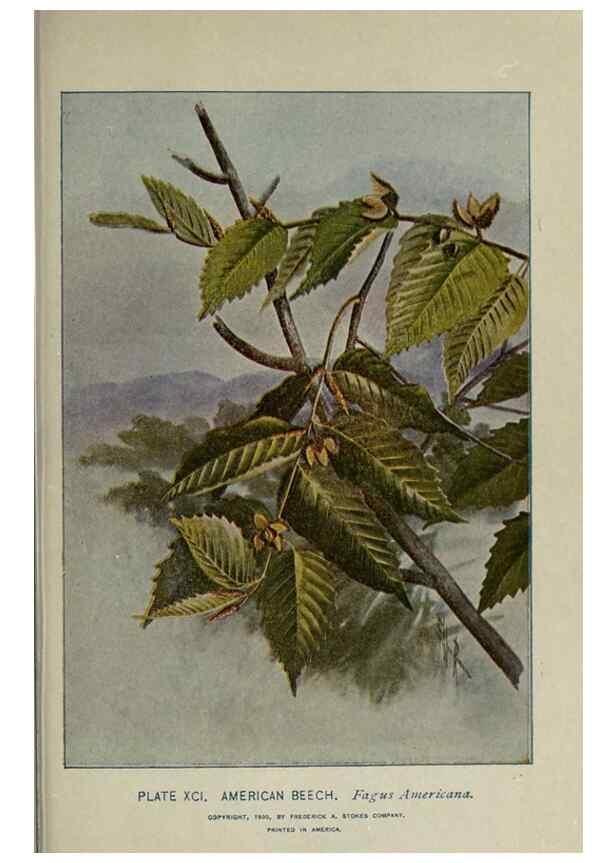 Reproducción/Reproduction 8435948852: A guide to the trees;. New YorkF.A. Stokes[c1900]