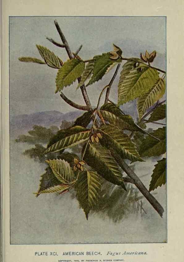 Reproducción/Reproduction 8435948852: A guide to the trees;. New YorkF.A. Stokes[c1900]