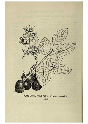 Reproducción/Reproduction 8435944360: A guide to the trees;. New YorkF.A. Stokes[c1900]