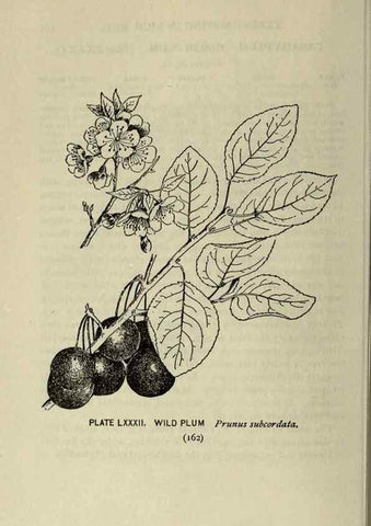 Reproducción/Reproduction 8435944360: A guide to the trees;. New YorkF.A. Stokes[c1900]