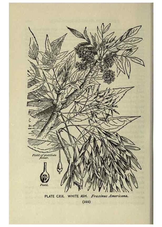 Reproducción/Reproduction 8434878239: A guide to the trees;. New YorkF.A. Stokes[c1900]