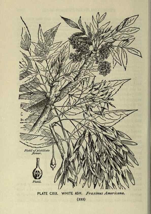 Reproducción/Reproduction 8434878239: A guide to the trees;. New YorkF.A. Stokes[c1900]
