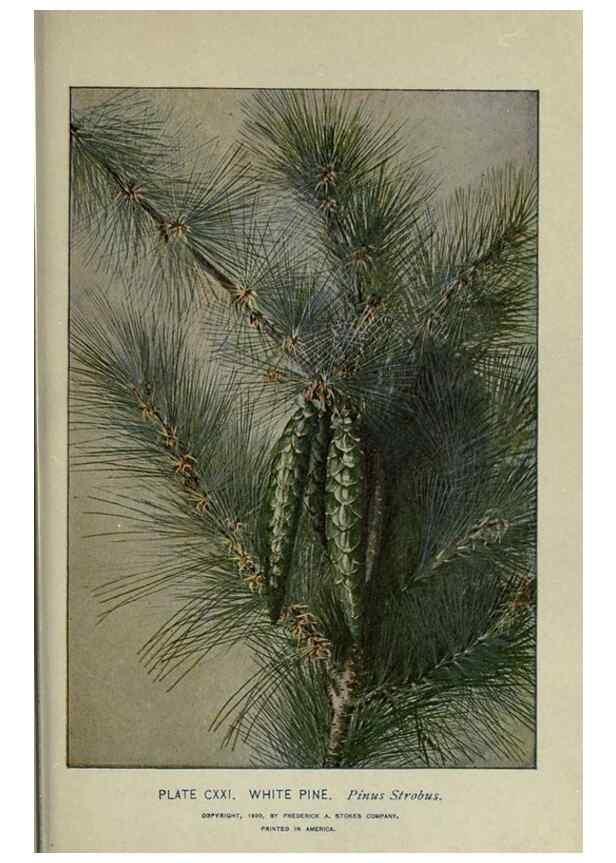 Reproducción/Reproduction 8434879245: A guide to the trees;. New YorkF.A. Stokes[c1900]