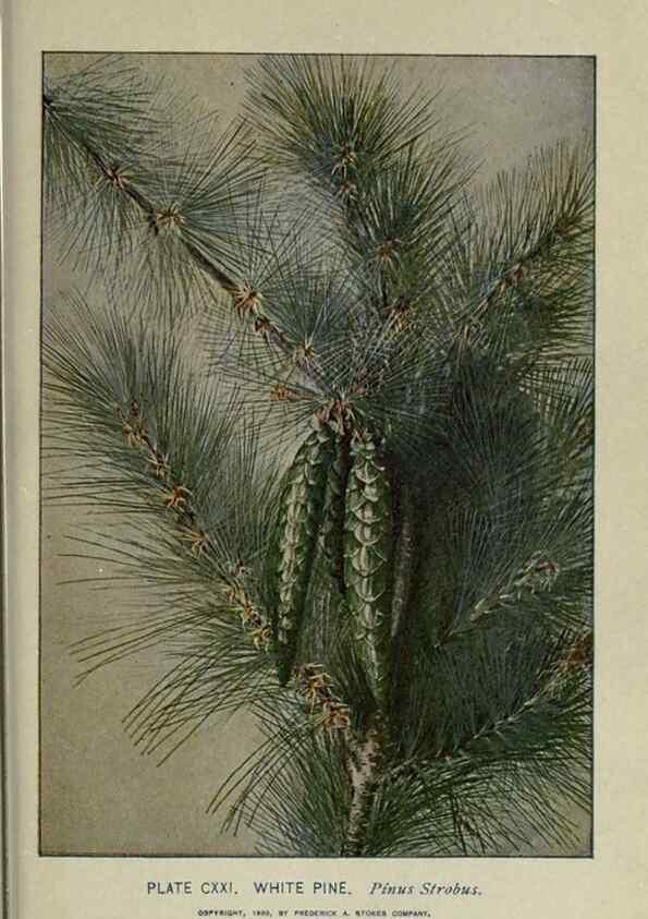 Reproducción/Reproduction 8434879245: A guide to the trees;. New YorkF.A. Stokes[c1900]