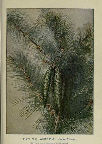 Reproducción/Reproduction 8434879245: A guide to the trees;. New YorkF.A. Stokes[c1900]