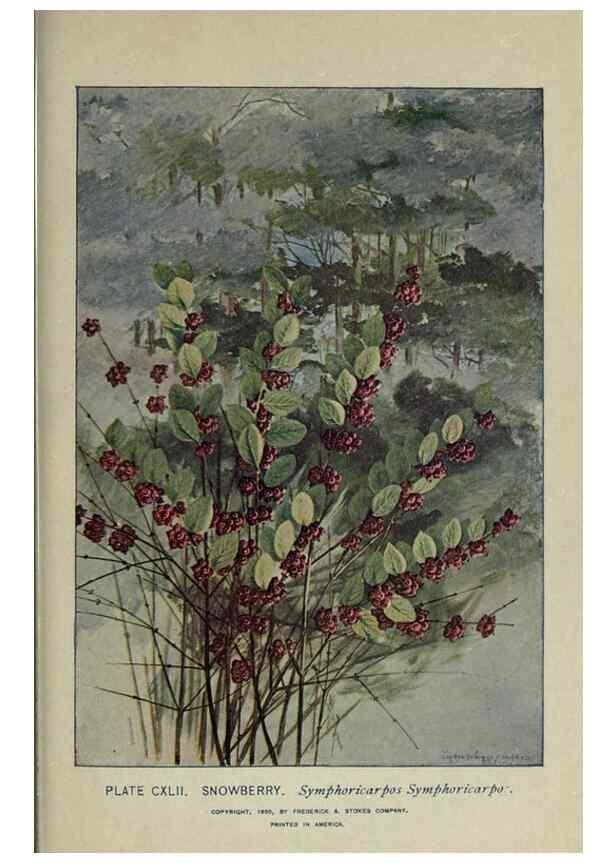 Reproducción/Reproduction 8435975290: A guide to the trees;. New YorkF.A. Stokes[c1900]